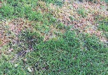 Dallisgrass (Photo: Ryan Lawn & Tree)