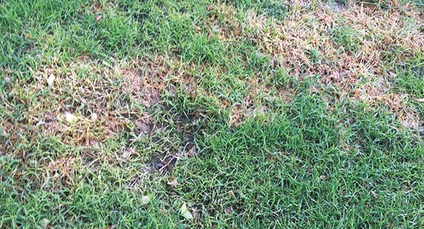 Dallisgrass (Photo: Ryan Lawn & Tree)