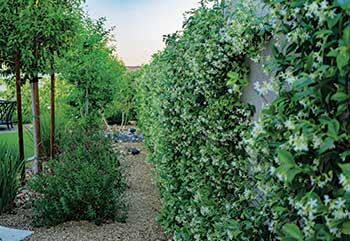 Fertigated plants (Photo: VIP Landscaping)