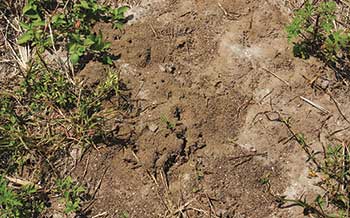 Fire ant mound (Photo: Leslie J. Mehrhoff, University of Connecticut, Bugwood.org)