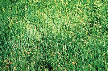 Poa annua (Photo: Steve Dewey, Utah State University, Bugwood.org)