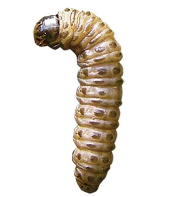 Sod webworm (Photo: FMC Professional Solutions)