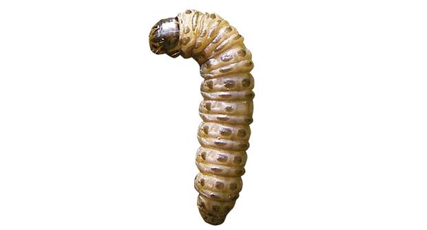 Sod webworm (Photo: FMC Professional Solutions)