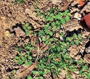 Spurge (Photo: Syngenta)