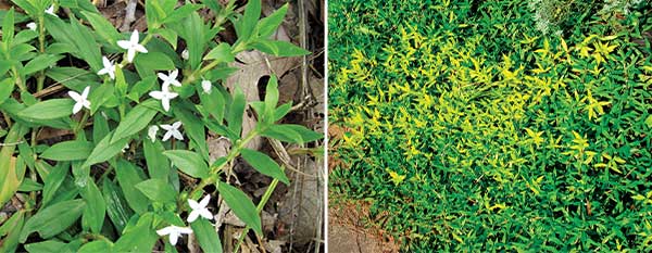 Virginia buttonweed (Photo: PBI-Gordon)