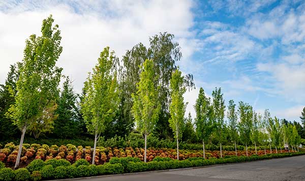 Irrigation project at corporate headquarters (Photo: Aralani Photography)