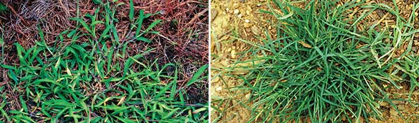 How lawn care operators attack crabgrass and goosegrass often depends on turf and weed type. (Photos: James H. Miller & Ted Bodner, Southern Weed Science Society, Bugwood.org;