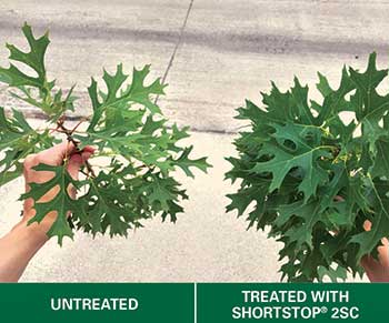 PGR comparison (Photo: Arborjet)