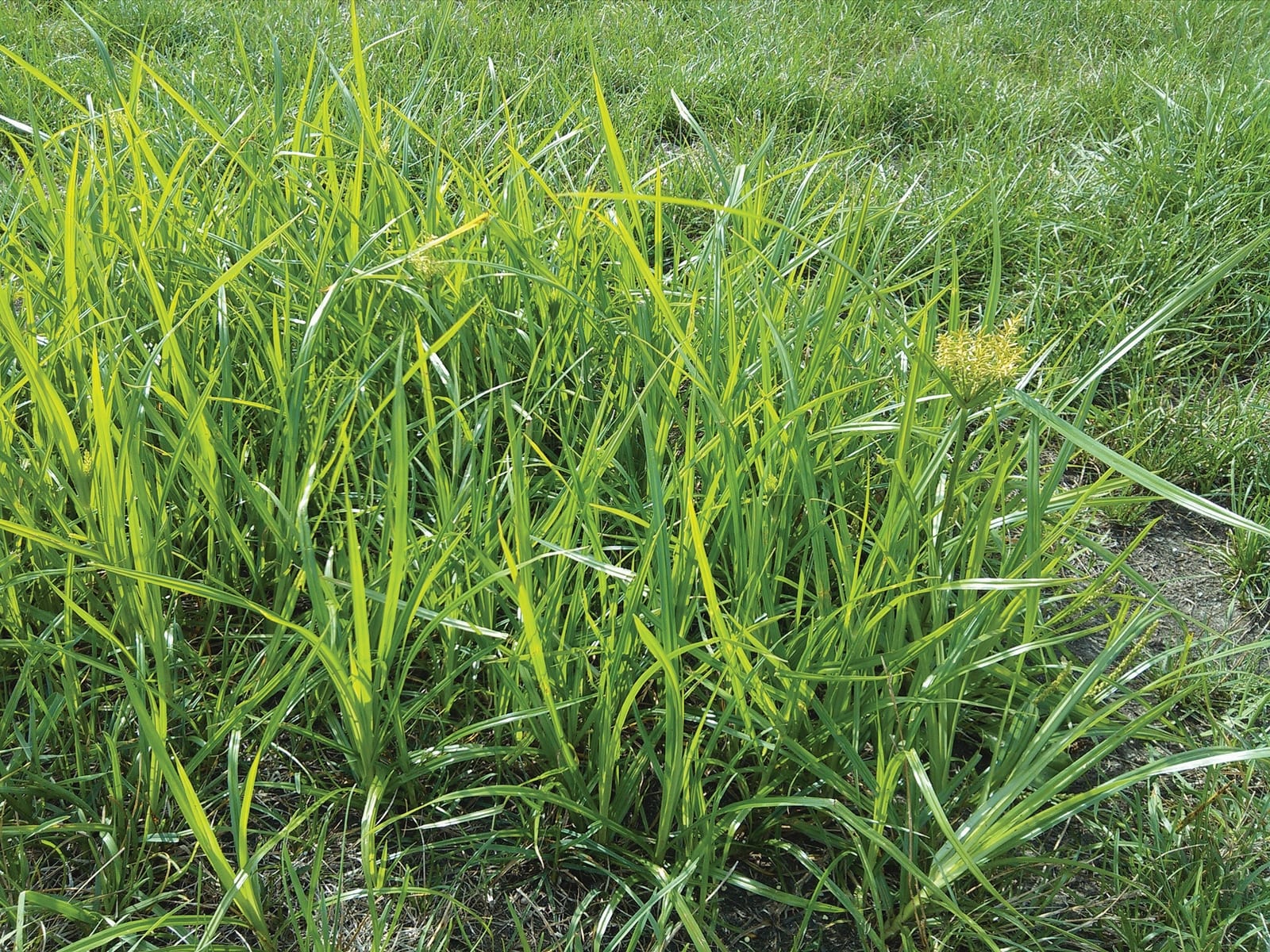 Yellow Nutsedge (Cyperus esculentus)
