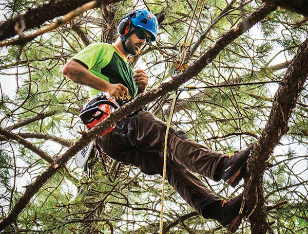 Tree care expert in tree (Photo: Timberline Landscaping)