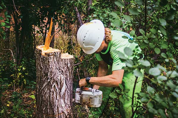 Person taking care of tree stump ((Photo: Timberline Landscaping)