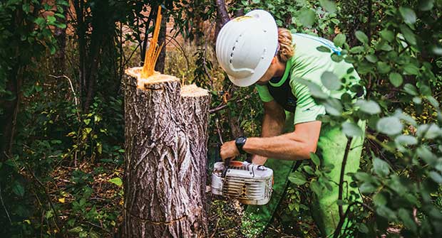 Person taking care of tree stump (Photo: Timberline Landscaping)