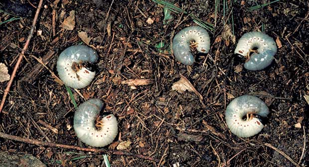 Grubs (Photo: Robert L. Anderson, USDA Forest Service, Bugwood.org)