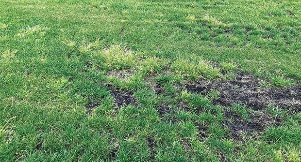 Poa annua (Photo: Nufarm)