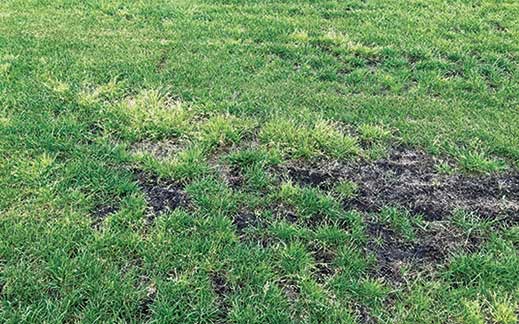 Poa annua (Photo: Nufarm)