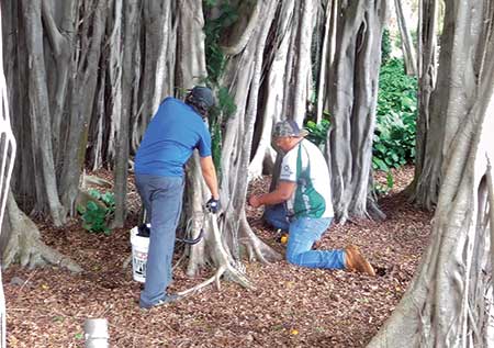 People injecting a tree (Photo: Tree Solutions Hawaii)