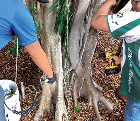 People injecting a tree (Photo: Tree Solutions Hawaii)