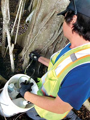 Person injecting a tree (Photo: Tree Solutions Hawaii)