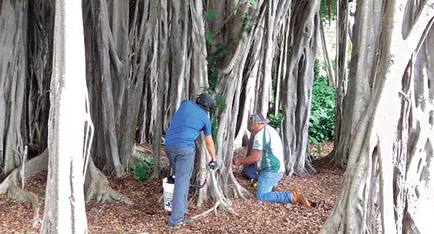 People injecting a tree (Photo: Tree Solutions Hawaii)
