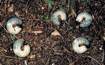 Grubs (Photo: Robert L. Anderson, USDA Forest Service, Bugwood.org)