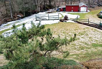 Snow mold damage on lawn (Photo: Grasshopper Lawns)