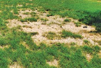 Chinch bug damage (Photo: Green Lawn Fertilizing)