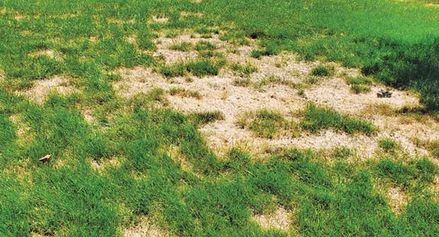 Chinch bug damage (Photo: Green Lawn Fertilizing)