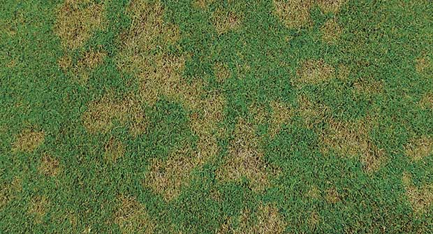 Dollar spot (Photo: PBI-Gordon Corp.)