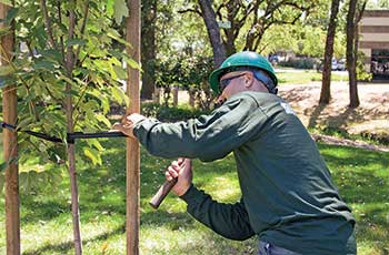 Person doing tree maintenance (Photo: Cagwin & Dorward)