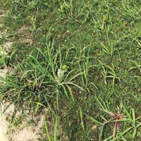 Foxtail (Photo: Nufarm)