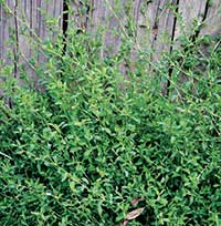 Knotweed (Photo: Robert Vidéki, Doronicum Kft., Bugwood.org)