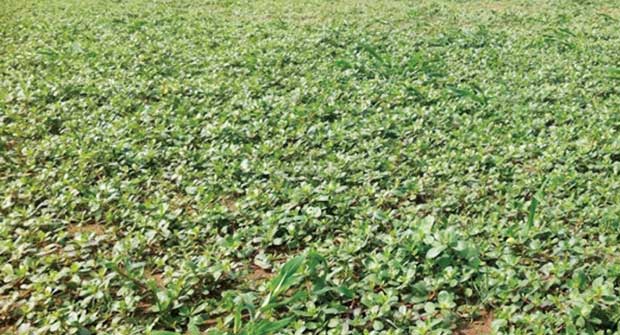 Common purslane (Photo: Nufarm)