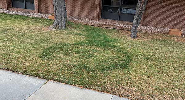 Irrigation renovation (Photo: Weisburg Landscape Maintenance)