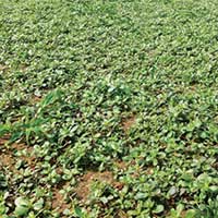 Common purslane (Photo: Nufarm)