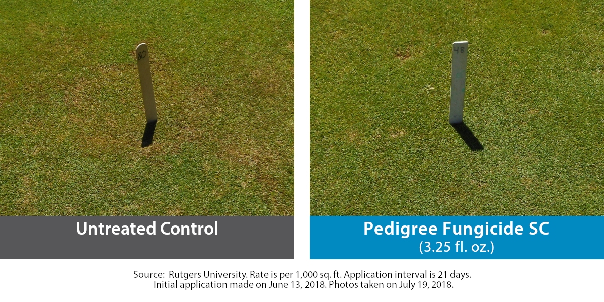 Pedigree vs. Brown Patch