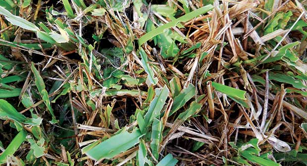 Sod webworm damage (Photo: Cal Legget)