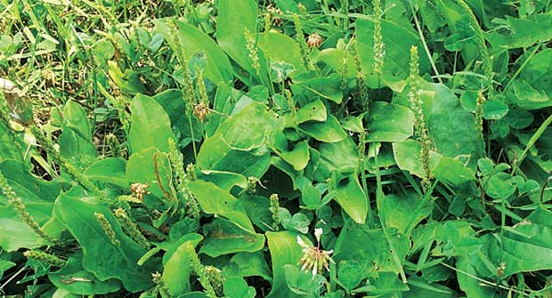 Broadleaf plantain (Photo: Syngenta)