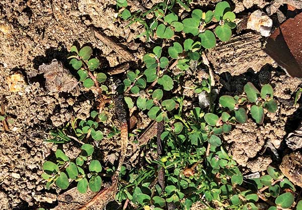 Prostrate spurge (Photo: Syngenta)