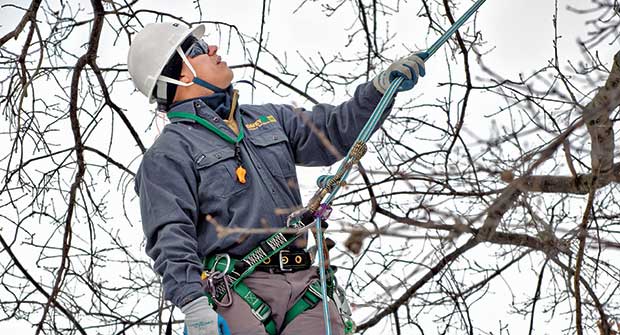 Tree care professional pruning (Photo: Davey Tree Expert Co.)