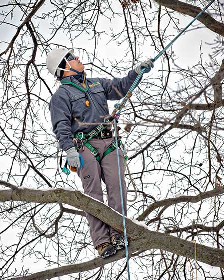 Tree care professional pruning (Photo: Davey Tree Expert Co.)