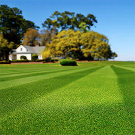 Photo: Anuvia Plant Nutrients