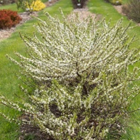 Photo: Bailey Nurseries