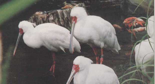 Animal Kingdom from 1998 LM article (Photo: LM Archives)