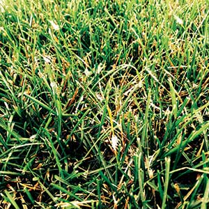 Dollar spot (Photo: Nufarm)