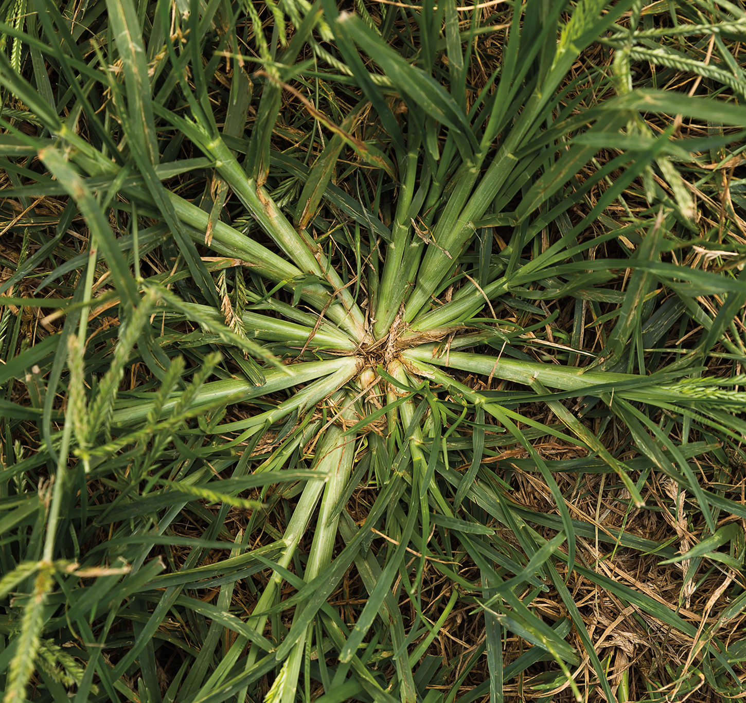 Photo courtesy by Corteva Agriscience