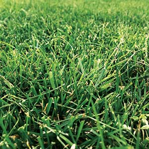 Poa annua (Photo: Nufarm)