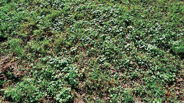 Ground ivy features square stems and smells like mint if crushed. (Photo courtesy of PBI-Gordon.)