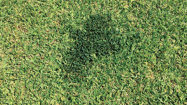 White clover is the most common type of clover that can be found in turfgrass. (Photo courtesy of PBI-Gordon Corp.)