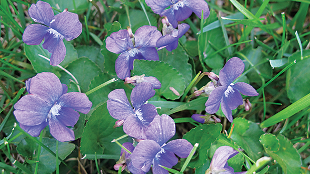 While violets are used commonly as groundcover they can escape to invade turfgrass areas. (Photo courtesy of PBI-Gordon Corp.)