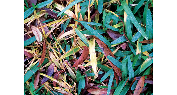 Heat and moisture can contribute to the fungus behind large patch and brown patch. (Photo courtesy of Quali-Pro)